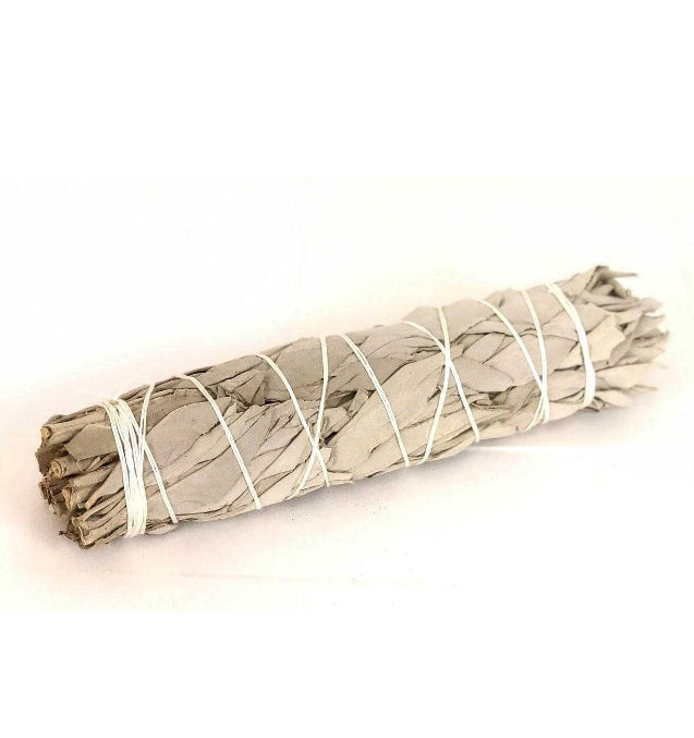 White Sage (8"-9")